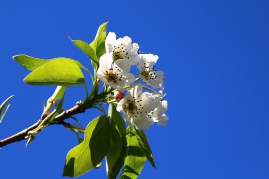 The picture shows blossoms of a pear tree