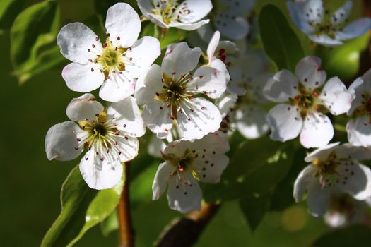 The picture shows blossoms of a pear tree