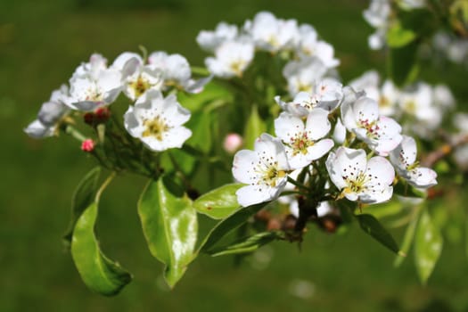 The picture shows blossoms of a pear tree
