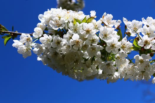 The picture shows cherry blossoms in the spring