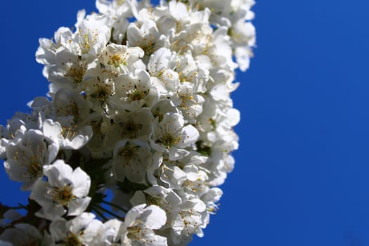 The picture shows cherry blossoms in the spring