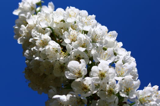 The picture shows cherry blossoms in the spring