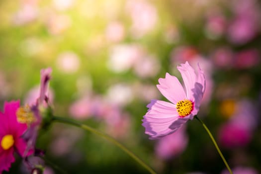  Beautiful Cosmos flowers in garden. Nature background.