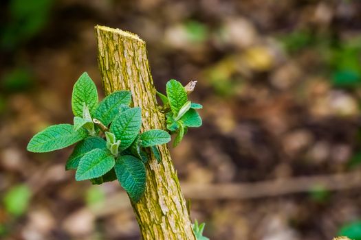 pruned branch of a butterfly bush growing fresh new leaves, garden plant care, pruned tree budding