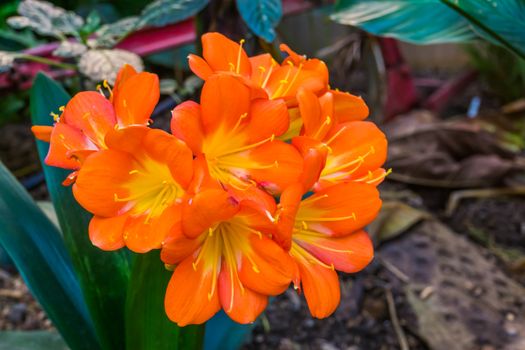 beautiful and colorful flowers of a kaffir lily, popular tropical flowering plant specie from south Africa