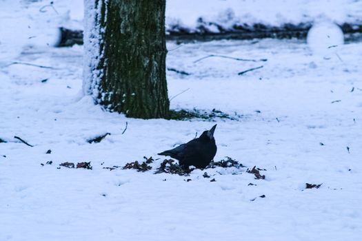 A crow looking for some food in snowy ground