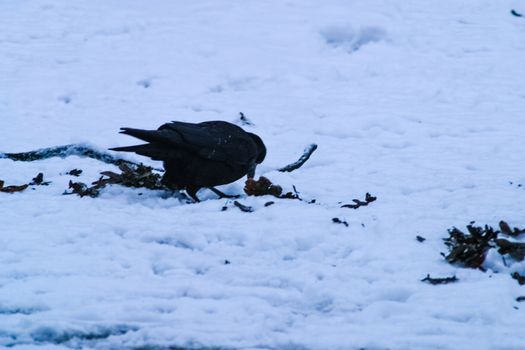 A crow looking for some food in snowy ground