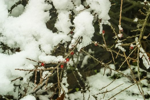 berberis thunbergii berries covered with snow in a frosty winter day