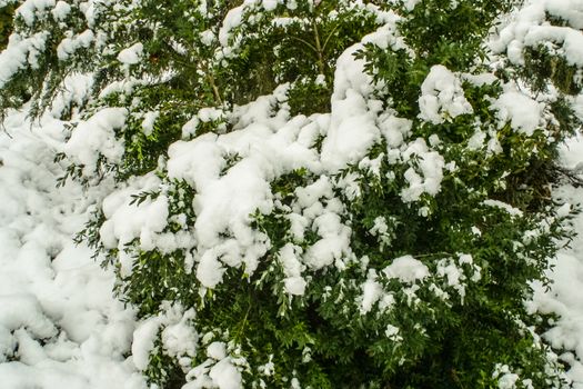 Boxwood evergreen garden plant in winter snowy frosty day in a park