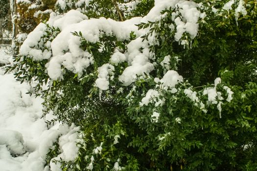 Boxwood evergreen garden plant in winter snowy frosty day in a park
