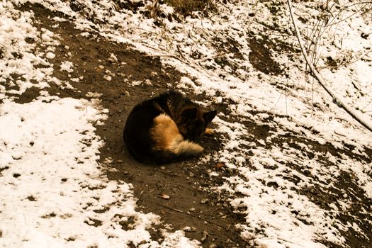 Homeless shepherd dog sleeping cuddling on the ground with snow in a frosty winter day