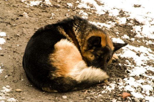 Homeless shepherd dog sleeping cuddling on the ground with snow in a frosty winter day