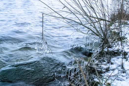 Icicles on a bush and a river with waves an ruffles water in a winter frosty weather. River shore with snow in winter