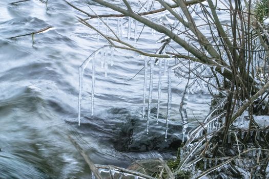 Icicles on a bush and a river with waves an ruffles water in a winter frosty weather. River shore with snow in winter