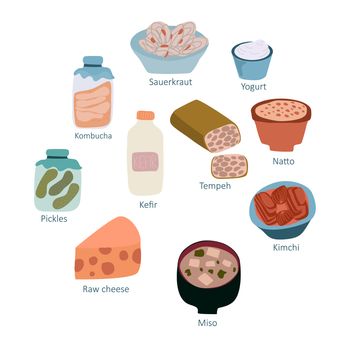 Probiotics health benefits concept. Vector illustration in flat cartoon style. Gut healthy products such as Kefir, Sauerkraut, Tempeh, Kombucha, Kimchi, Yogurt and Miso