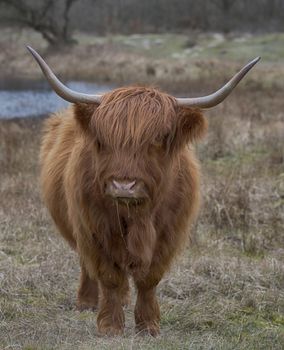 closeup galloway with big horns in the dutch nature