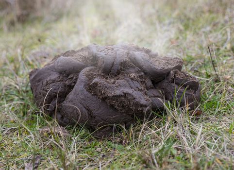 A close up shot of fresh galloway cow manure