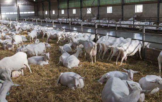 lot of goats in a goat farm in Holland, they collect the milf for sale and also make goat chees of the milk