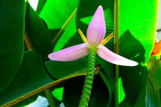 Close-up of tropical banana leaves with pink flower is blooming. Pink Flowering banana with green blur background.