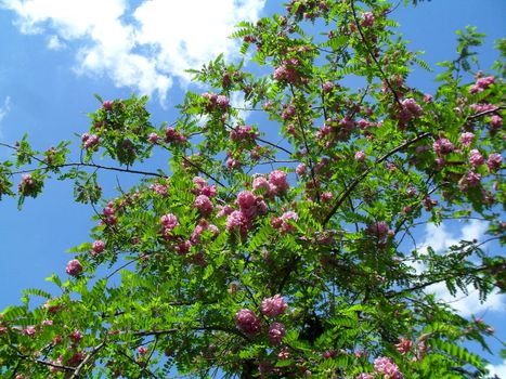 Blooming purple robe locust tree. Latin name is Robinia pseudoacacia.