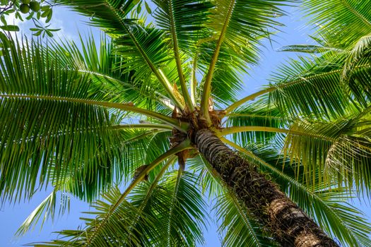 Closeup of branches of coconut palms under blue sky at sunny day. Palm tree view from below summer panoramic background.