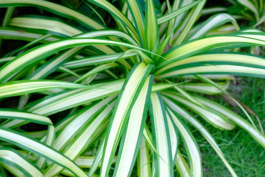 Closeup of Beautiful Pandanus Screw Pine plant tree in garden background, yellow and green striped tropical plant. 