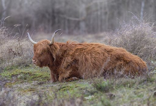 closeup galloway with big horns in the dutch nature