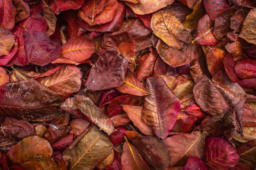 Abstract Background Texture Of Red Leaves On A Jungle Floor