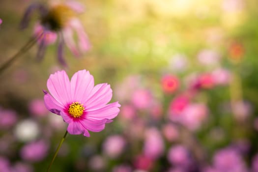  Beautiful Cosmos flowers in garden. Nature background.