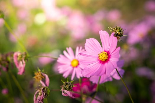  Beautiful Cosmos flowers in garden. Nature background.