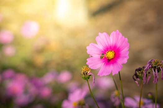  Beautiful Cosmos flowers in garden. Nature background.