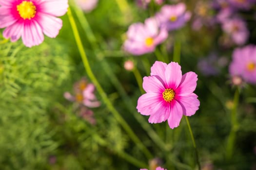  Beautiful Cosmos flowers in garden. Nature background.