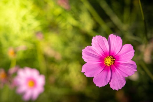  Beautiful Cosmos flowers in garden. Nature background.