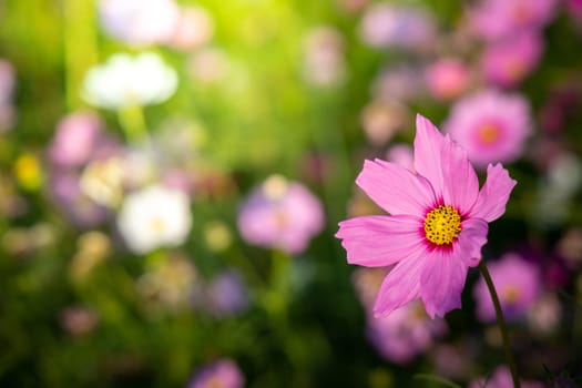  Beautiful Cosmos flowers in garden. Nature background.