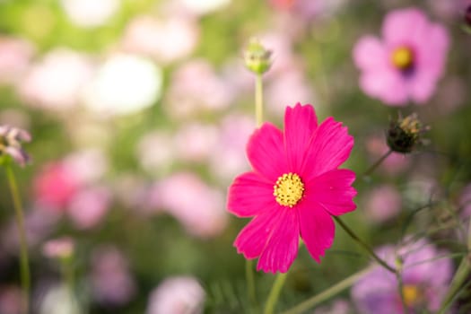  Beautiful Cosmos flowers in garden. Nature background.