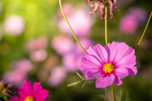  Beautiful Cosmos flowers in garden. Nature background.