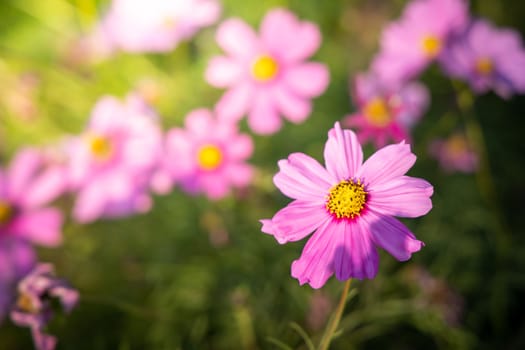  Beautiful Cosmos flowers in garden. Nature background.