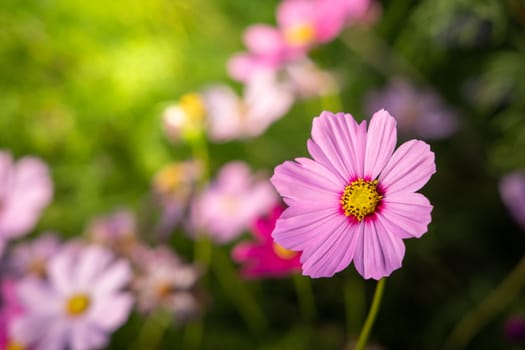  Beautiful Cosmos flowers in garden. Nature background.