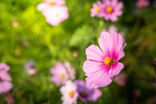  Beautiful Cosmos flowers in garden. Nature background.