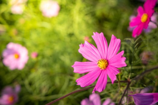  Beautiful Cosmos flowers in garden. Nature background.