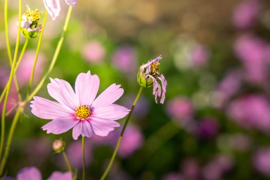  Beautiful Cosmos flowers in garden. Nature background.