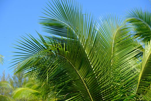 Beautiful tropical background Coconut Palm tree branch in the blue sky. 