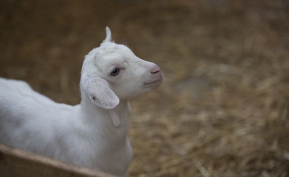 very young newborn white lamb
