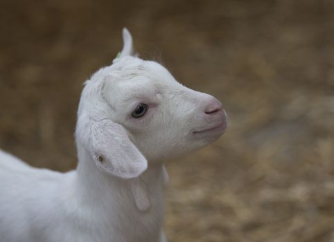 very young newborn white lamb