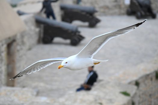 Seagull flying over old castle with black canyons