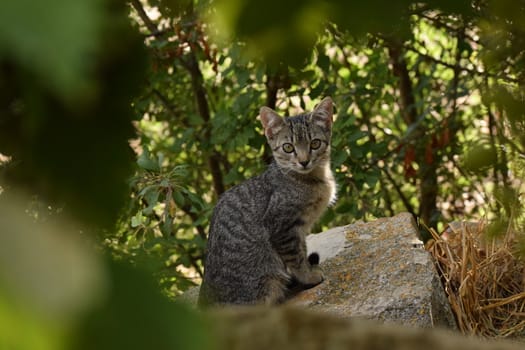 Cute cat on a stone among bushes and nature in a forest