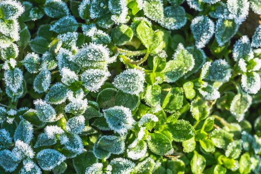 Abstract background with green grass and leaves covered with hoarfrost. Top view. Ice crystals on green grass after the first frost.