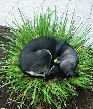 Dog sleeps on the leaves of a plant.