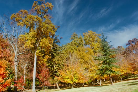 Trees on a hill in autumn under clear blue skies