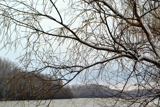 Winter with ice-cold water on the Borcea arm at the end of winter.
The willow forests on the banks of the river froze.